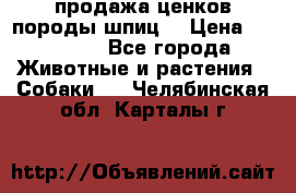 продажа ценков породы шпиц  › Цена ­ 35 000 - Все города Животные и растения » Собаки   . Челябинская обл.,Карталы г.